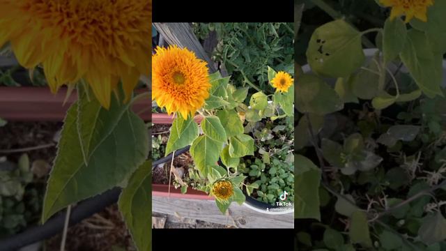 Teddy Bear Sunflower grown in a container, zone 6b.