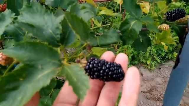 Ежевика, сорт Натчез. Обзор 01.08.17г. Питомник.