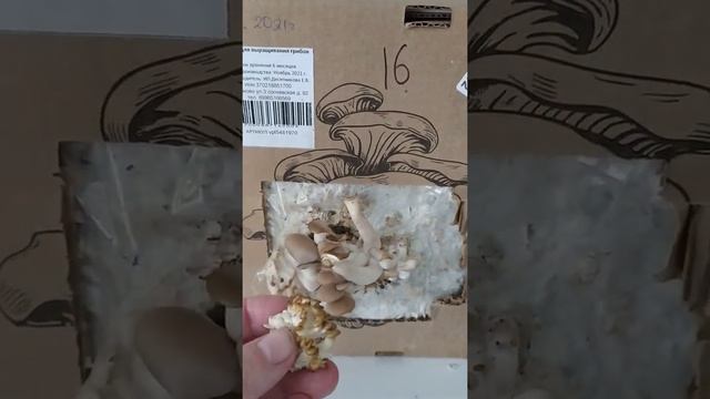 Выращиваю грибы Вешанки дома. смотреть онлайн