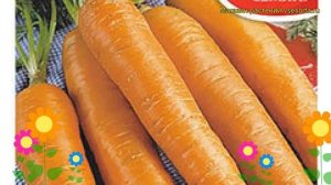 Морковь Флакке Королева осени. Краткий обзор, описание характеристик daucus carota