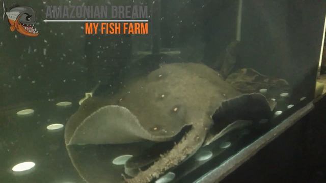 Пресноводный скат моторо (Potamotrygon motoro) или глазчатый хвостокол в моем аквариуме смотреть онлайн