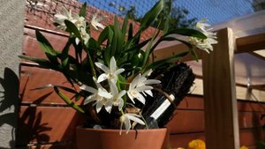 Dendrobium falcorostrum - Australian orchid in full bloom