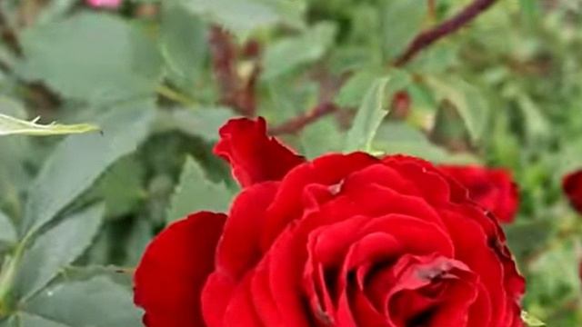 Стрелки-шипы и розы(караоке) смотреть онлайн