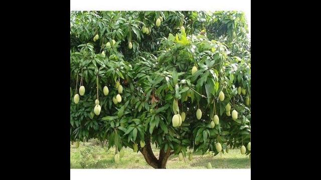 "Mampazham"Malayala kavitha|കവി വൈലോപ്പിള്ളി ശ്രീധരമേനോന്റെ " മാമ്പഴം" കവിത| :Sobhith |Saanand смотреть онлайн