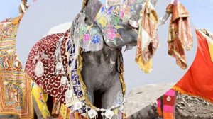 Рисуем слона. Африканский слон. Индийский слон