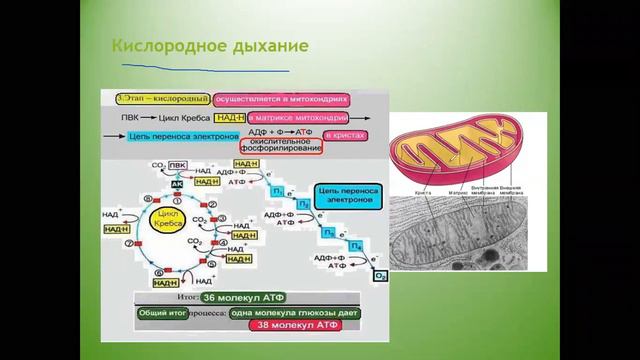 энергетический обмен