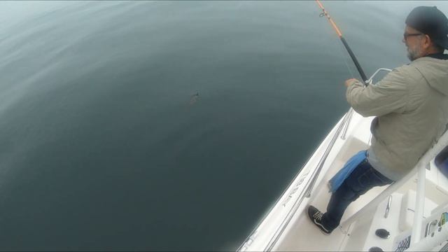 Calico Bass and Jack Mackerel on the ARTINA JULY 16TH 2022 смотреть онлайн