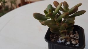 Крассула. Как укоренить черенок крассулы🥰?  Легко 👌🥰. Нано черенок Хоббит.