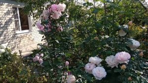 Розы. Сочетание роз между собой. #2