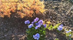 Мой сад ВЕСНОЙ.☀Первые северные цветы.