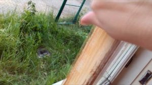 как снять старую краску \\ тест средства для снятия старой краски