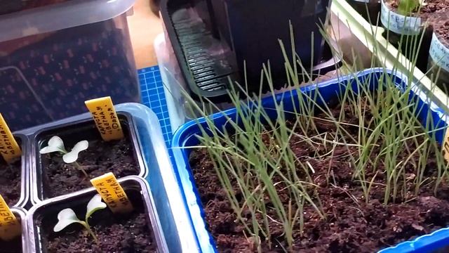 Рассада в марте. Супер пеларгонии! смотреть онлайн