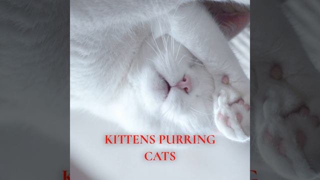 Kittens Purring Cats