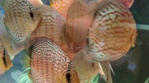 ?Лечение и кормление дискусов с руки#дискусы#discus#кормлениедискусов