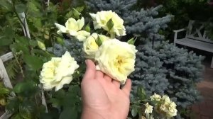 Цветущий сад в июле 2022 | Сказочный сад по Вашим заявкам | Что цветет в июле