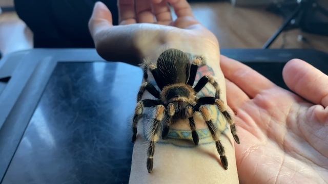 Tarantula ATTACK? Meet my *REAL* Animal Crossing Tarantulas! смотреть онлайн