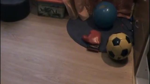 Питомник миниатюрных шнауцеров Фил Ван Тип-Топ смотреть онлайн