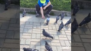 как приручить голубей