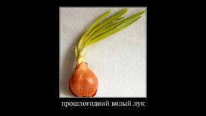 Эчмочмак две мясных собаки гриль