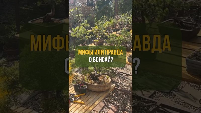 МИФЫ ИЛИ ПРАВДА О БОНСАЙ? #бонсай #bonsai #сад #ниваки #андрейдарусенков