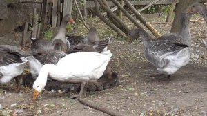 Гусь-птица певчая!!!??? Хотите завести гусей? Посмотрите это видео.