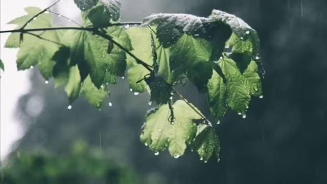 Звуки дождя и грома для сна - Музыка для сна и снятия стресса #музыкадлясна #SleepVacation
