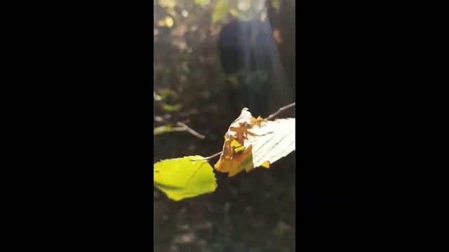 Убираем Наш Дом✨???✨#Земля#экология#экологическаякатастрофа смотреть онлайн