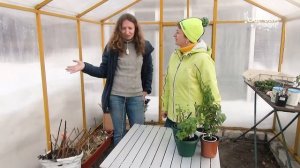 Комнатные фуксии в саду  Фуксии на штамбе