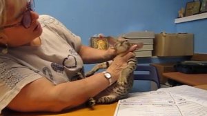 Kairo. Ориентальный котик в экстремальном типе.