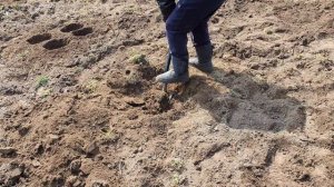 Посадка сада черешня Machete. Формировка UFO.