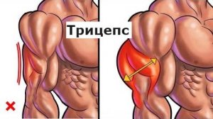 Полная тренировка трицепса.Сделай свои руки шире.