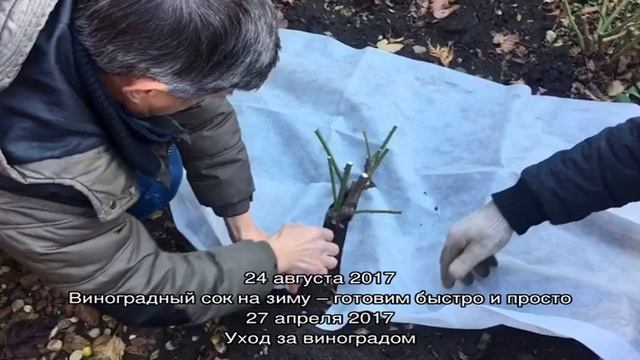 Как подготовить виноград к зиме (обрезка и укрытие) — видео смотреть онлайн