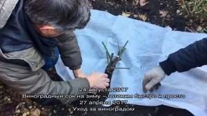 Как подготовить виноград к зиме (обрезка и укрытие) — видео