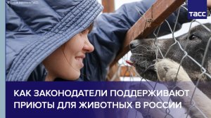 Как законодатели поддерживают приюты для животных в России