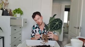 Антуриум Кларинервиум. Уход + разговорная пересадка.