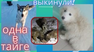 Может ли собака выжить в тайге? История Ельки.