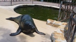 Тюленьчик. Парк " Тайган"