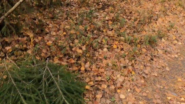 Бультерьер, осень, лес. смотреть онлайн