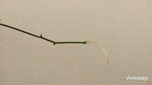 Размножение Пассифлоры