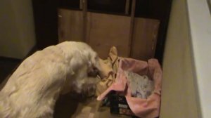 Роды у собаки, первая помощь. Инстинкты собаки. Не для слабонервных.