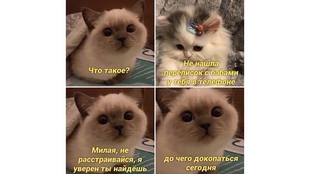 Приколы с котами. ЛУЧШЕЕ ЗА ОКТЯБРЬ 2022 | Мемозг смотреть онлайн