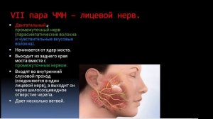 5. Черепные  нервы.
