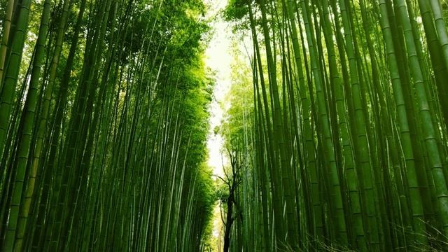 Звуки бамбукового леса в Таиланде смотреть онлайн
