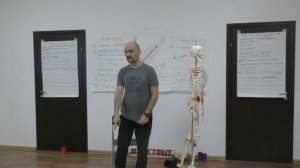 Стретчинг грудино-ключично-сосцевидной мышцы