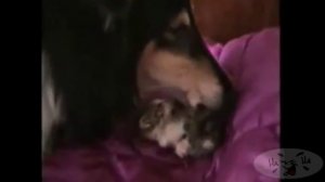 Собака нянчит котенка