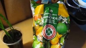 Финиковая пальма из косточки на подоконнике