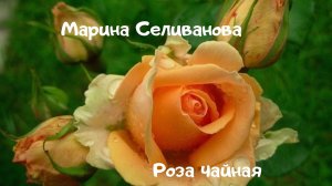 Марина Селиванова - Роза чайная.