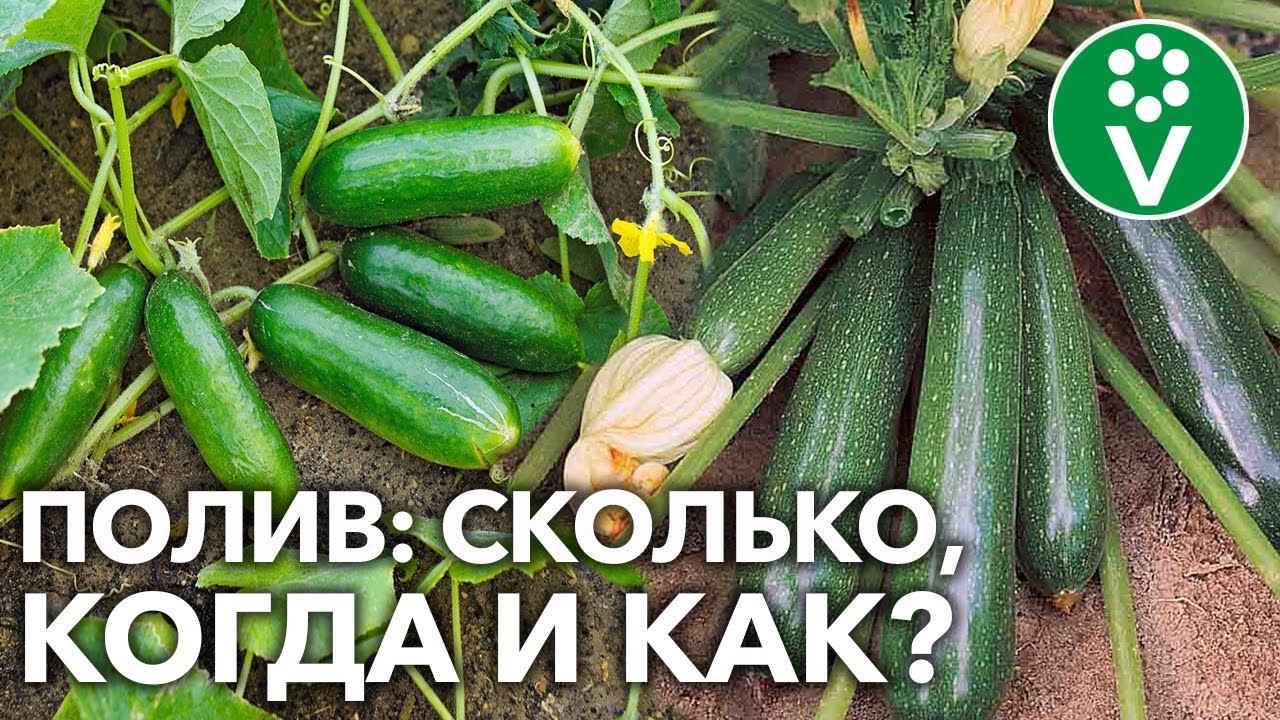 ВСЁ О ПОЛИВЕ ОГУРЦОВ И КАБАЧКОВ ВО ВТОРОЙ ПОЛОВИНЕ ЛЕТА!