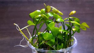 МАРСИЛИЯ КВАДРИФОЛИЯ ( Marsilea quadrifolia )