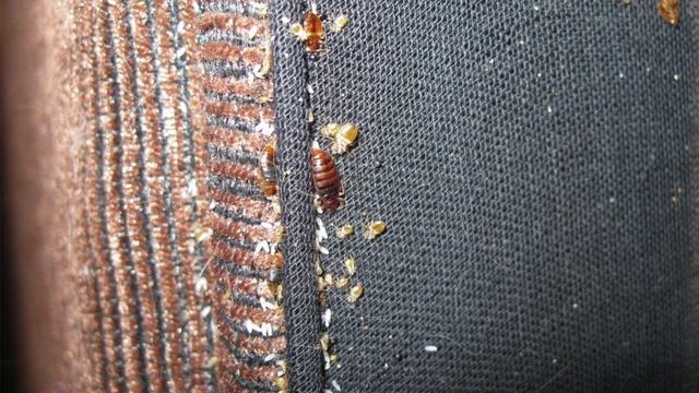 Откуда появляются клопы в квартире смотреть онлайн